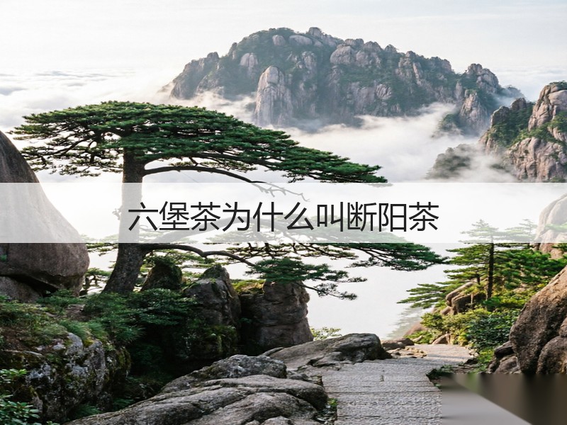六堡茶为什么叫断阳茶(图3)