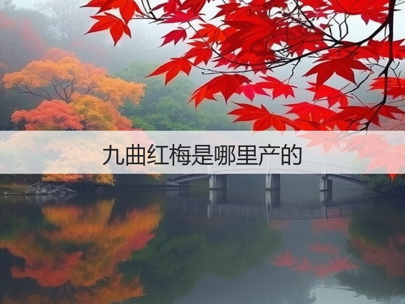 九曲红梅是哪里产的(图3)