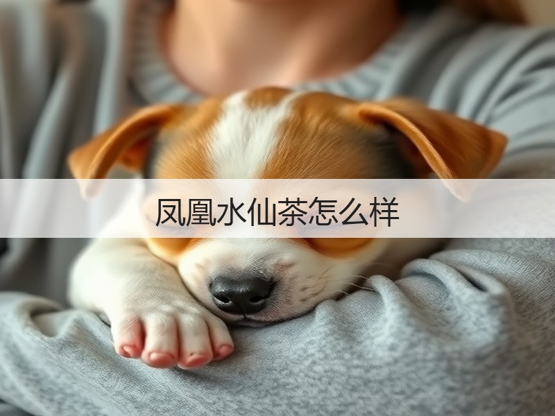 凤凰水仙茶怎么样(图2)