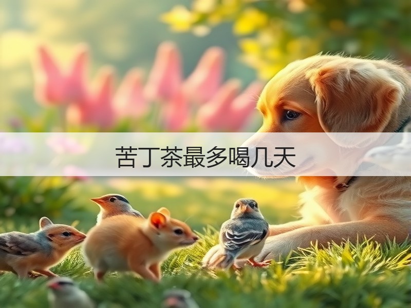 苦丁茶最多喝几天(图2)