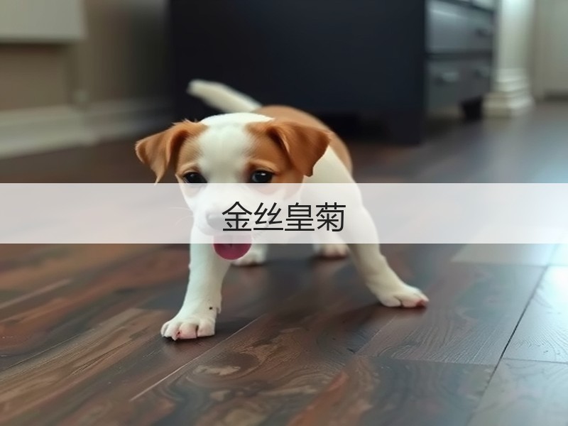 金丝皇菊(图2)