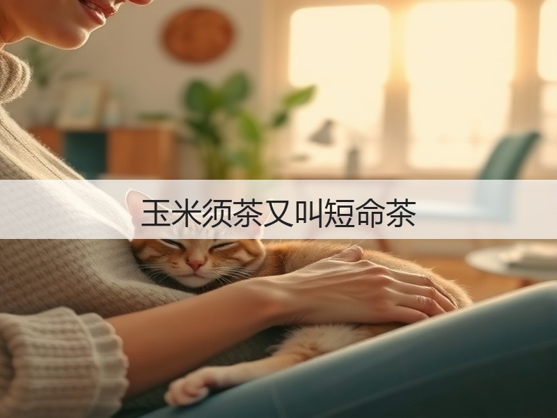 玉米须茶又叫短命茶(图2) 玉米须茶又叫短命茶(图2)