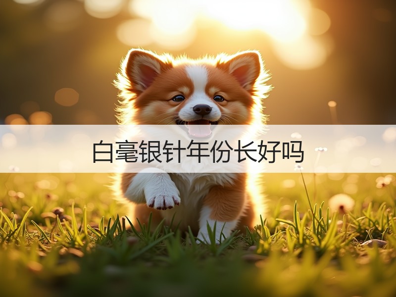白毫银针年份长好吗