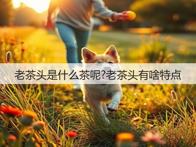 老茶头是什么茶呢?老茶头有啥特点(图3) 老茶头是什么茶呢?老茶头有啥特点(图3)