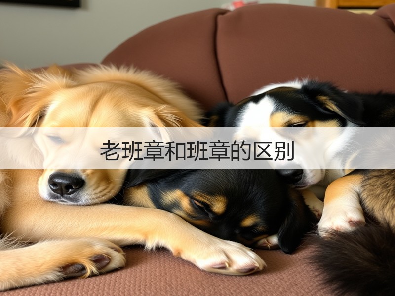 老班章和班章的区别(图3)