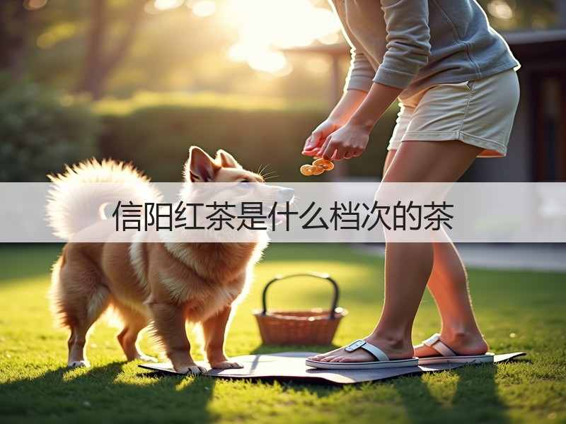 信阳红茶是什么档次的茶(图3)