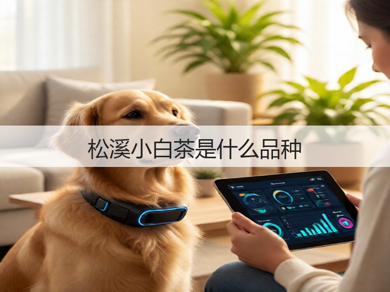 松溪小白茶是什么品种(图3) 松溪小白茶是什么品种(图3)