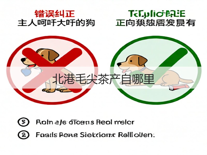 北港毛尖茶产自哪里(图3) 北港毛尖茶产自哪里(图3)