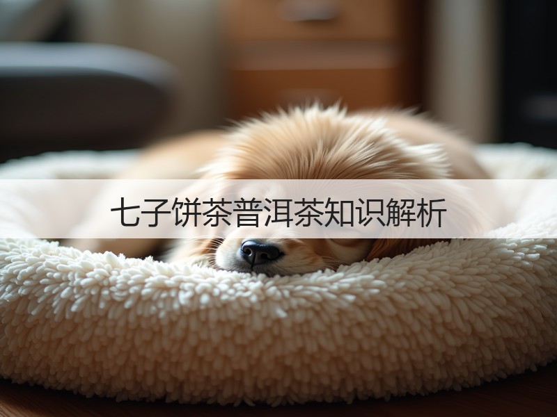 七子饼茶普洱茶知识解析(图2)