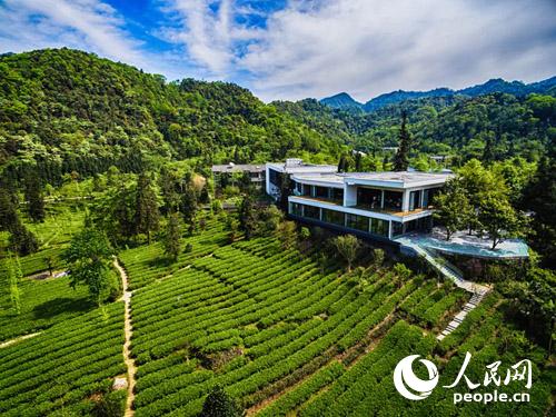 这个夏天 来一次峨眉山水与茶的美丽邂逅