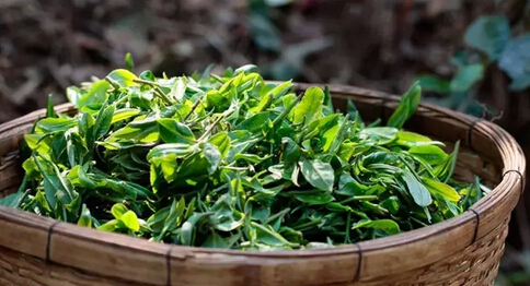 麻辣普洱茶史，你以为的可能都错了！(图2)
