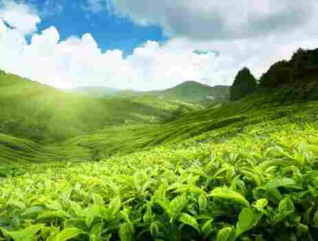 只有茶叶，成功地征服了全世界(图2)