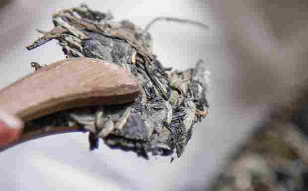 白牡丹茶