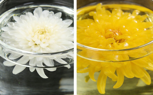 生成杭白菊颜色图片_副本.jpg