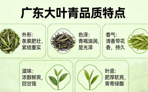 生成广东大叶青品质特点图片_副本.jpg 生成广东大叶青品质特点图片_副本.jpg