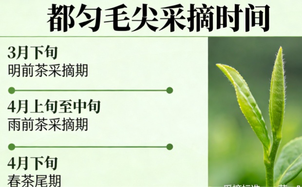 生成都匀毛尖采摘时间图片_副本.jpg