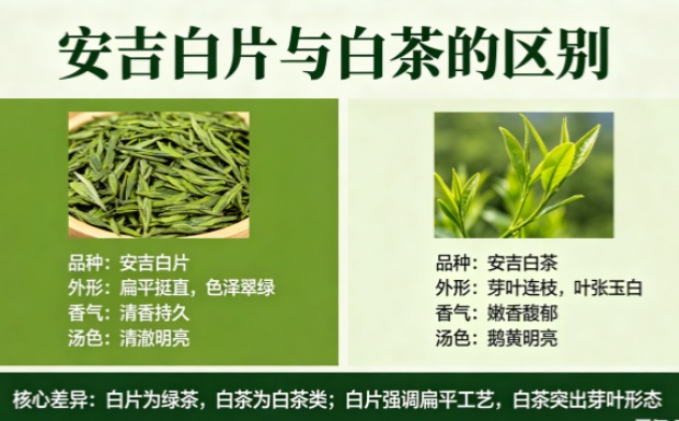 安吉白片与白茶的区别